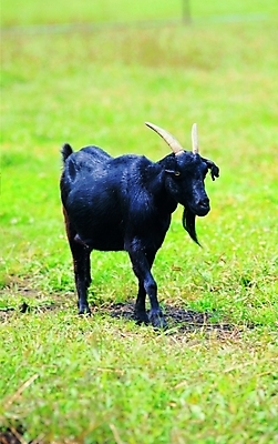 포토 동물 척추동물 한마리 육지동물 컬러 포유류 자연 염소 생물 수염 뿔 서기 잔디 초원 사람없음 검은색 가축 풀 축산업 염소뿔 흑염소 국내포토 식물 1 산업 모션 생태계 파일형식