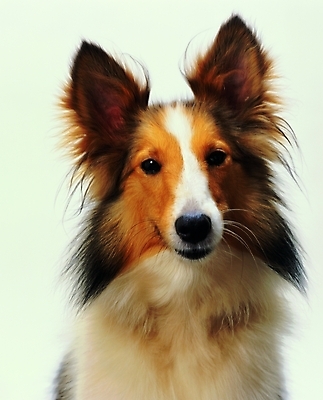 포토 동물 척추동물 한마리 육지동물 반려견 포유류 자연 생물 근접촬영 상반신 사람없음 반려동물 개 강아지 콜리 반려 국내포토 1 뷰포인트 생태계 파일형식