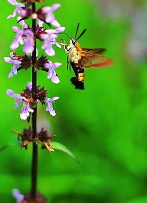 포토 식물 동물 한마리 꽃 줄기 나비 곤충 절지류 날개 자연 생물 앉기 근접촬영 사람없음 아웃포커스 장미 벌레 더듬이 버터플라이 국내포토 1 뷰포인트 모션 촬영기법 생태계 파일형식