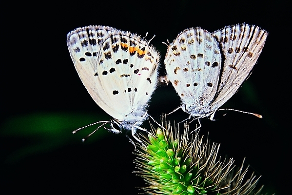포토 식물 동물 컬러 나비 곤충 두마리 무늬 절지류 날개 자연 생물 앉기 근접촬영 사람없음 아웃포커스 어둠 흰색 풀 더듬이 강아지풀 버터플라이 국내포토 뷰포인트 2 모션 촬영기법 생태계 한해살이풀 파일형식