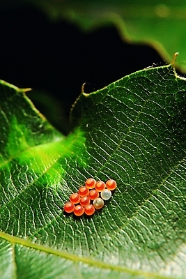 포토 식물 동물 곤충 잎 절지류 자연 나뭇잎 생물 근접촬영 사람없음 아웃포커스 계란 알 벌레 잎맥 곤충알 국내포토 뷰포인트 촬영기법 생태계 파일형식