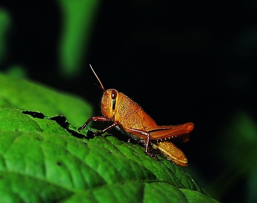 포토 식물 동물 한마리 곤충 절지류 자연 나뭇잎 생물 앉기 근접촬영 사람없음 아웃포커스 어둠 다리 구멍 벌레 먹이 먹기 잎맥 더듬이 메뚜기 국내포토 1 뷰포인트 잎 모션 촬영기법 신체부위 생태계 파일형식