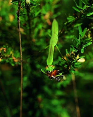 포토 식물 동물 한마리 곤충 절지류 자연 생물 근접촬영 사람없음 아웃포커스 풀 먹이 먹기 사냥 더듬이 사마귀 먹이사냥 국내포토 1 뷰포인트 모션 촬영기법 생태계 파일형식