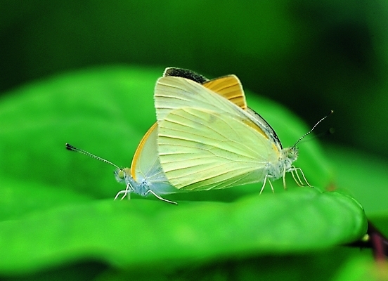 포토 식물 동물 컬러 나비 곤충 두마리 절지류 날개 자연 나뭇잎 생물 앉기 근접촬영 사람없음 아웃포커스 초록색 벌레 더듬이 버터플라이 국내포토 뷰포인트 잎 2 모션 촬영기법 생태계 파일형식