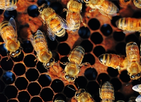 포토 동물 곤충 백그라운드 절지류 날개 여러마리 자연 생물 근접촬영 사람없음 아웃포커스 구멍 벌레 꿀벌 벌 더듬이 벌집 국내포토 뷰포인트 다수 촬영기법 벌_곤충 생태계 파일형식