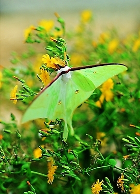 포토 식물 동물 한마리 꽃 나비 곤충 백그라운드 절지류 날개 자연 생물 앉기 사람없음 노란색 벌레 나방 버터플라이 국내포토 1 컬러 모션 생태계 파일형식