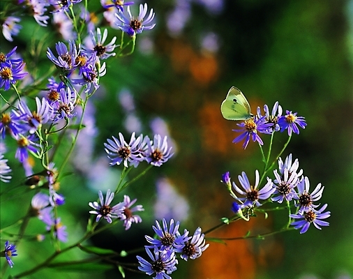 포토 식물 동물 한마리 꽃 컬러 여러송이 나비 곤충 백그라운드 날개 자연 생물 앉기 근접촬영 사람없음 아웃포커스 장미 보라색 벌레 버터플라이 국내포토 1 뷰포인트 다수 모션 촬영기법 생태계 파일형식