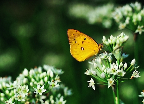 포토 식물 동물 한마리 꽃 컬러 나비 곤충 백그라운드 무늬 절지류 날개 자연 생물 앉기 근접촬영 사람없음 아웃포커스 노란색 흰색 벌레 더듬이 버터플라이 국내포토 1 뷰포인트 모션 촬영기법 생태계 파일형식