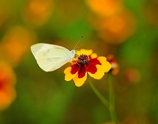 포토 동물 한마리 꽃 컬러 나비 곤충 한송이 절지류 날개 자연 생물 앉기 근접촬영 사람없음 아웃포커스 노란색 흰색 벌레 더듬이 버터플라이 국내포토 식물 1 뷰포인트 모션 촬영기법 생태계 송이 파일형식