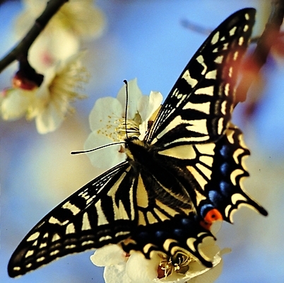 포토 나무 식물 동물 한마리 꽃 나비 곤충 무늬 절지류 날개 봄꽃 자연 생물 꽃나무 근접촬영 아웃포커스 벚꽃 나뭇가지 벌레 더듬이 호랑나비 버터플라이 국내포토 1 뷰포인트 촬영기법 봄 생태계 파일형식