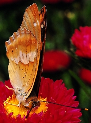 포토 식물 동물 한마리 꽃 컬러 나비 곤충 절지류 날개 자연 생물 앉기 근접촬영 사람없음 아웃포커스 빨간색 벌레 더듬이 버터플라이 국내포토 1 뷰포인트 모션 촬영기법 생태계 파일형식