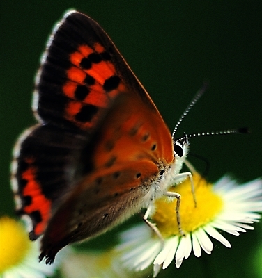 포토 식물 동물 한마리 꽃 컬러 나비 곤충 무늬 절지류 날개 자연 생물 앉기 근접촬영 사람없음 아웃포커스 빨간색 벌레 더듬이 버터플라이 국내포토 1 뷰포인트 모션 촬영기법 생태계 파일형식
