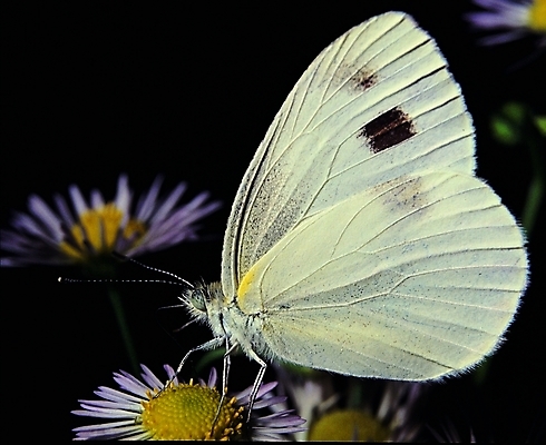 포토 식물 동물 한마리 꽃 컬러 나비 곤충 절지류 날개 자연 생물 앉기 근접촬영 사람없음 아웃포커스 흰색 벌레 더듬이 버터플라이 국내포토 1 뷰포인트 모션 촬영기법 생태계 파일형식