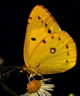 포토 식물 동물 한마리 꽃 컬러 나비 곤충 무늬 절지류 날개 자연 생물 앉기 근접촬영 사람없음 아웃포커스 노란색 벌레 더듬이 버터플라이 국내포토 1 뷰포인트 모션 촬영기법 생태계 파일형식