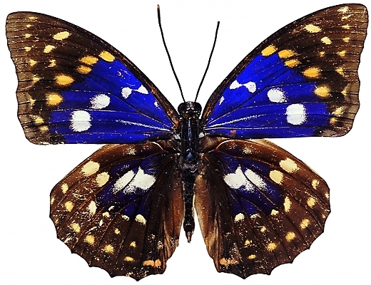 포토 동물 한마리 나비 곤충 무늬 절지류 날개 자연 생물 근접촬영 사람없음 벌레 더듬이 버터플라이 국내포토 1 뷰포인트 생태계 파일형식