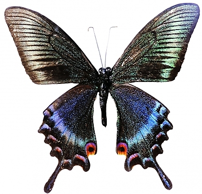 포토 동물 한마리 나비 곤충 무늬 절지류 날개 자연 생물 근접촬영 사람없음 벌레 더듬이 버터플라이 국내포토 1 뷰포인트 생태계 파일형식