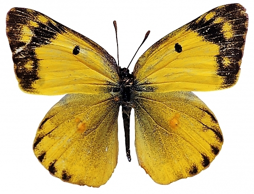 포토 동물 한마리 컬러 나비 곤충 무늬 절지류 날개 자연 생물 근접촬영 사람없음 노란색 벌레 더듬이 버터플라이 국내포토 1 뷰포인트 생태계 파일형식