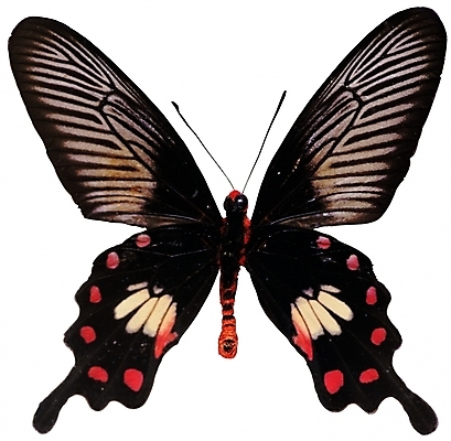 포토 동물 한마리 컬러 나비 곤충 무늬 절지류 날개 자연 생물 근접촬영 사람없음 검은색 벌레 더듬이 버터플라이 국내포토 1 뷰포인트 생태계 파일형식