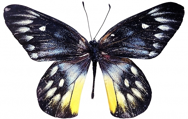 포토 동물 한마리 나비 곤충 무늬 절지류 날개 자연 생물 근접촬영 사람없음 벌레 더듬이 버터플라이 국내포토 1 뷰포인트 생태계 파일형식