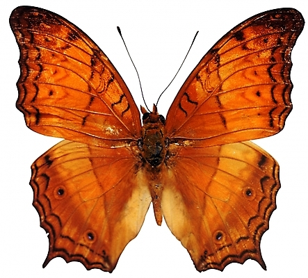 포토 동물 한마리 컬러 나비 곤충 무늬 절지류 날개 자연 생물 근접촬영 사람없음 주황색 벌레 더듬이 버터플라이 국내포토 1 뷰포인트 생태계 파일형식