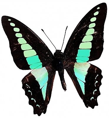 포토 동물 한마리 나비 곤충 무늬 절지류 날개 자연 생물 근접촬영 사람없음 벌레 더듬이 버터플라이 국내포토 1 뷰포인트 생태계 파일형식