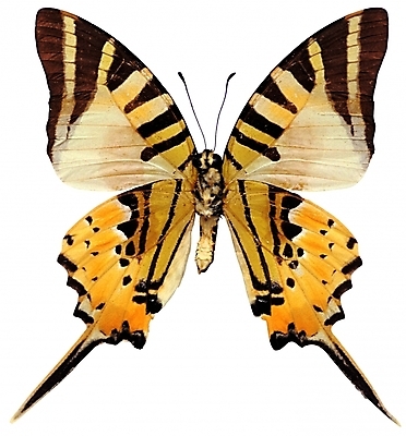 포토 동물 한마리 컬러 나비 곤충 무늬 절지류 날개 자연 생물 근접촬영 사람없음 주황색 벌레 더듬이 호랑나비 버터플라이 국내포토 1 뷰포인트 생태계 파일형식