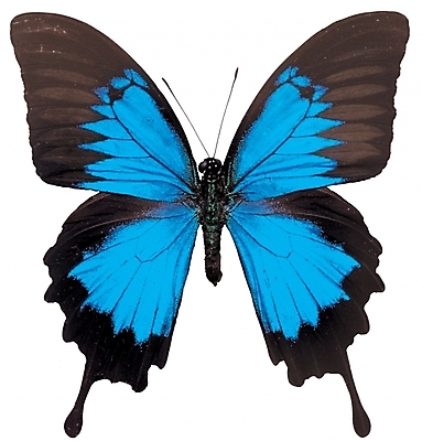 포토 동물 한마리 컬러 나비 곤충 무늬 절지류 날개 자연 생물 근접촬영 사람없음 파란색 검은색 벌레 더듬이 버터플라이 국내포토 1 뷰포인트 생태계 파일형식