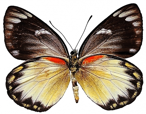 포토 한마리 나비 곤충 무늬 절지류 날개 자연 생물 근접촬영 사람없음 벌레 더듬이 버터플라이 국내포토 동물 1 뷰포인트 생태계 파일형식