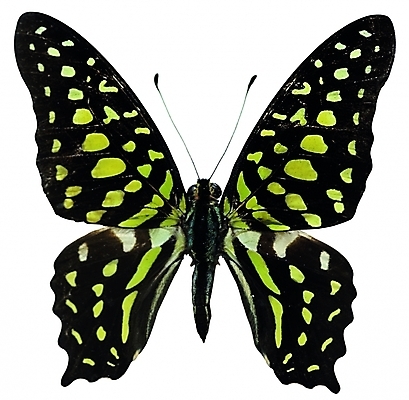 포토 동물 한마리 나비 곤충 무늬 절지류 날개 자연 생물 근접촬영 사람없음 벌레 더듬이 버터플라이 국내포토 1 뷰포인트 생태계 파일형식