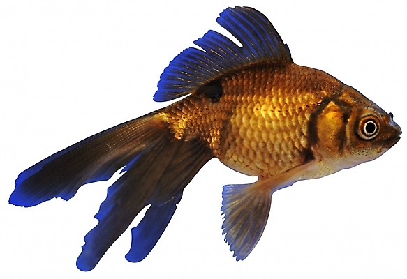 포토 동물 척추동물 한마리 컬러 무늬 자연 생물 관상어 어류 사람없음 바다동물 금색 꼬리 금붕어 지느러미 붕어 비늘 아가미 희귀생물 국내포토 1 바다 수중동물 생태계 파일형식