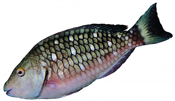 포토 한마리 어류 사람없음 바다동물 해산물 지느러미 비늘 아가미 희귀생물 국내포토 동물 1 바다 생물 수중동물 파일형식