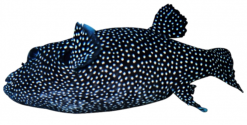 포토 한마리 컬러 어류 사람없음 검은색 바다동물 해산물 지느러미 점박이 희귀생물 국내포토 동물 1 바다 생물 수중동물 파일형식