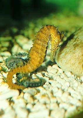 포토 동물 척추동물 한마리 바다 자연 생물 어류 사람없음 바다동물 돌_바위 해마 해룡 국내포토 1 수중동물 생태계 파일형식