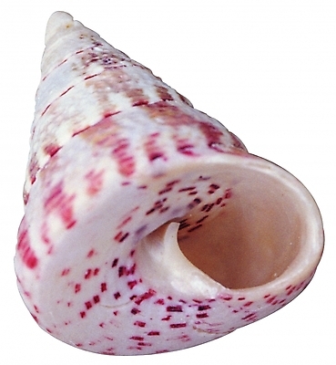 포토 모양 동물 한마리 무늬 자연 어패류 생물 연체동물 나선형 근접촬영 사람없음 한개 바다동물 껍질 구멍 소라 고둥 다슬기 국내포토 1 바다 뷰포인트 무척추동물 수중동물 생태계 파일형식