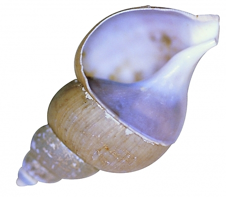 포토 모양 동물 한마리 무늬 자연 어패류 생물 연체동물 나선형 근접촬영 사람없음 한개 바다동물 껍질 구멍 소라 고둥 다슬기 국내포토 1 바다 뷰포인트 무척추동물 수중동물 생태계 파일형식