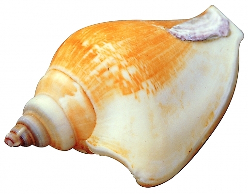 포토 모양 동물 한마리 컬러 무늬 자연 어패류 생물 연체동물 나선형 근접촬영 사람없음 한개 주황색 바다동물 껍질 소라 고둥 다슬기 국내포토 1 바다 뷰포인트 무척추동물 수중동물 생태계 파일형식