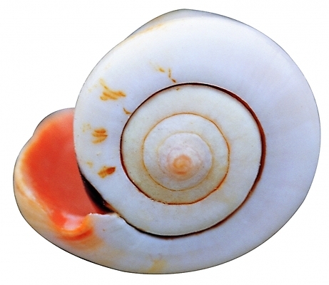 포토 모양 동물 한마리 무늬 자연 어패류 생물 연체동물 나선형 근접촬영 사람없음 한개 바다동물 껍질 흰색 소라 고둥 다슬기 국내포토 1 바다 뷰포인트 컬러 무척추동물 수중동물 생태계 파일형식