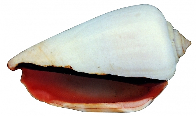 포토 모양 동물 한마리 무늬 자연 어패류 생물 연체동물 나선형 근접촬영 사람없음 한개 바다동물 껍질 소라 고둥 다슬기 국내포토 1 바다 뷰포인트 무척추동물 수중동물 생태계 파일형식