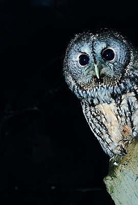 포토 동물 척추동물 한마리 야생동물 백그라운드 자연 조류 생물 사람없음 어둠 야간 눈동자 부리 나무기둥 부엉이 올빼미 발톱 야행성 안구 국내포토 자연요소 1 발 신체부위 눈_신체부위 생태계 파일형식