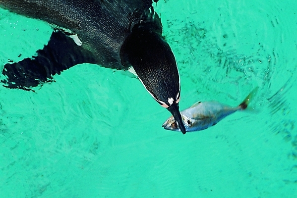 포토 동물 척추동물 야생동물 바다 백그라운드 두마리 자연 조류 생물 어류 야외 수영 바다동물 먹이 물기 펭귄 사냥 고기잡이 먹이사냥 먹잇감 국내포토 2 모션 어업 수중동물 수상스포츠 생태계 파일형식