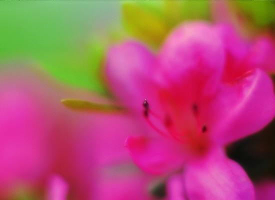 포토 식물 꽃 분홍색 컬러 백그라운드 봄꽃 자연 생물 근접촬영 사람없음 아웃포커스 장미 꽃술_꽃 소프트포커스 진달래 철쭉 목련 흐림 암술 국내포토 뷰포인트 날씨 촬영기법 봄 생태계 파일형식