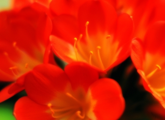 포토 식물 꽃 컬러 여러송이 백그라운드 자연 생물 풍경 근접촬영 사람없음 아웃포커스 장미 주황색 꽃술_꽃 암술 군자란 국내포토 뷰포인트 다수 촬영기법 생태계 파일형식