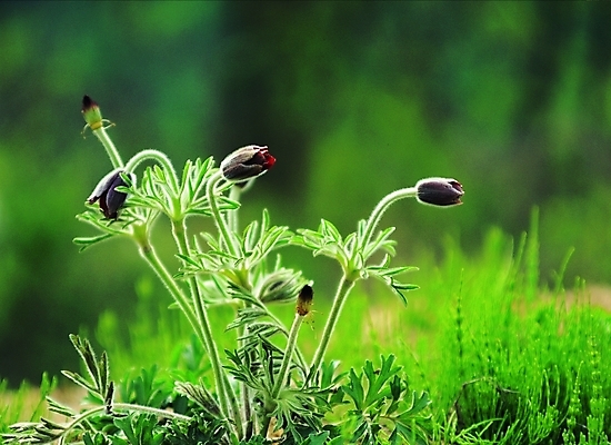 포토 식물 꽃 줄기 여러송이 백그라운드 자연 생물 풍경 근접촬영 사람없음 아웃포커스 들꽃 풀 잡초 할미꽃 국내포토 뷰포인트 다수 촬영기법 생태계 파일형식
