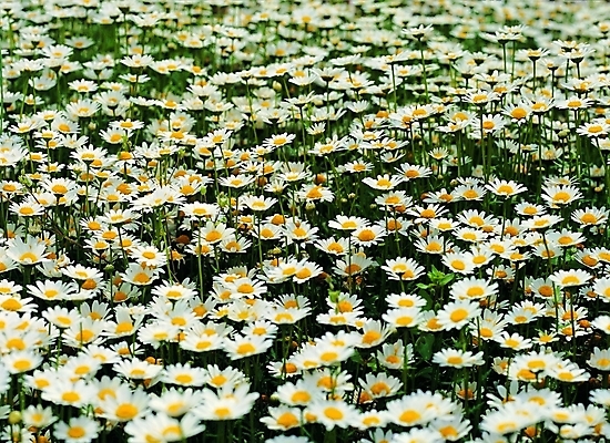 포토 식물 꽃 컬러 여러송이 백그라운드 꽃밭 자연 생물 가을꽃 근접촬영 사람없음 아웃포커스 노란색 흰색 구절초 국내포토 뷰포인트 다수 촬영기법 생태계 파일형식 가을_계절