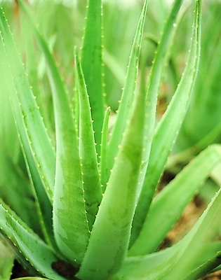 포토 식물 컬러 백그라운드 자연 생물 선인장 근접촬영 사람없음 아웃포커스 초록색 가시 관엽식물 알로에 국내포토 뷰포인트 촬영기법 생태계 파일형식