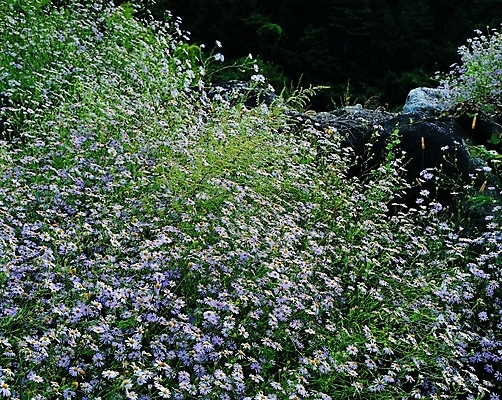 포토 식물 꽃 컬러 여러송이 백그라운드 꽃밭 자연 생물 가을꽃 사람없음 야외 들꽃 돌_바위 바위 연보라색 개쑥부쟁이 쑥부쟁이 국내포토 다수 보라색 생태계 파일형식 가을_계절