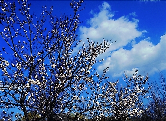 포토 주간 나무 식물 구름 꽃 백그라운드 자연 하늘 생물 꽃나무 풍경 사람없음 야외 장미 살구꽃 국내포토 자연요소 생태계 파일형식