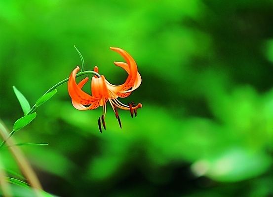 포토 식물 꽃 줄기 백그라운드 한송이 여름꽃 자연 생물 근접촬영 사람없음 아웃포커스 꽃술_꽃 암술 털죽나리꽃 국내포토 1 뷰포인트 촬영기법 생태계 송이 파일형식 여름_계절