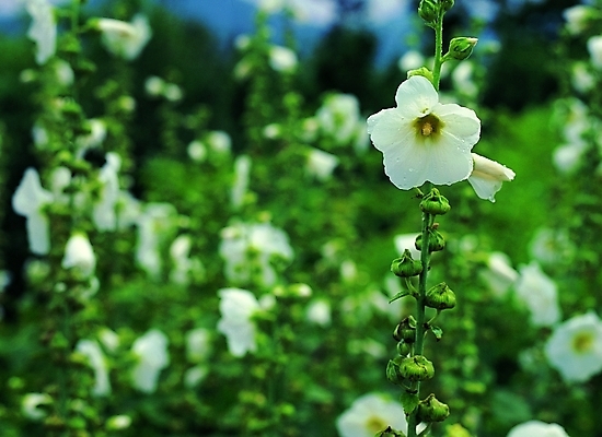 포토 주간 식물 꽃 줄기 여러송이 백그라운드 여름꽃 자연 생물 근접촬영 사람없음 야외 아웃포커스 장미 흰색 접시꽃 국내포토 자연요소 뷰포인트 컬러 다수 촬영기법 생태계 파일형식 여름_계절