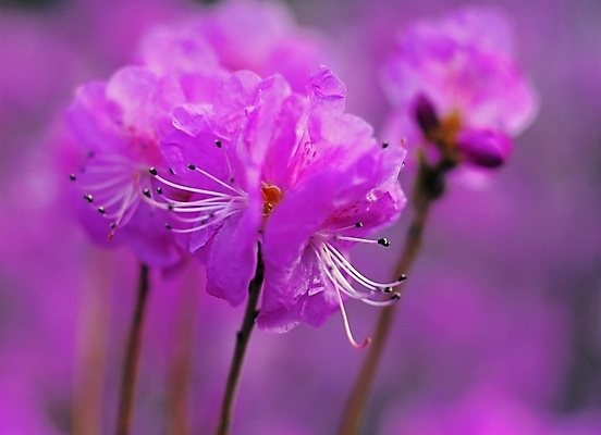 포토 나무 식물 꽃 분홍색 컬러 여러송이 백그라운드 봄꽃 자연 생물 꽃나무 근접촬영 사람없음 아웃포커스 장미 나뭇가지 꽃술_꽃 진달래 철쭉 암술 국내포토 뷰포인트 다수 촬영기법 봄 생태계 파일형식